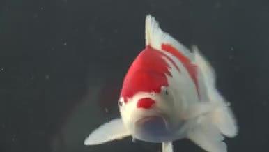 水中游动的红白锦鲤视频的预览图